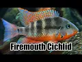Firemouth Cichlid Care Guide Species Profile