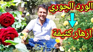 كيف تجعل الورد الجوري يزهر عندك بغزارة طول الوقت سر من أسرار المشاتل 