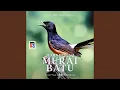 Download Lagu Suara Burung Murai Batu (Kicau Pancingan Merdu)