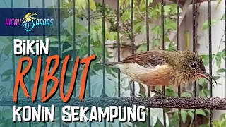 Download SUARA KOLIBRI NINJA BETINA MEMANGGIL JANTAN - PANCINGAN KONIN BETINA GACOR MEMANGGIL KONIN JANTAN MP3