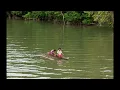 KURANA MAMBESAK - SOREN YA DAWAS