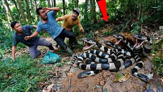 Brave Hunter Catches 5 Dragon Snakes With His Bare Hands