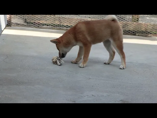 動画