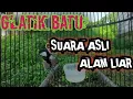 Download Lagu GELATIK BATU GACOR Suara asli alam liar