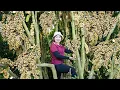 Download Lagu Harvesting 1000+ Bon Bon - Strange fruit dish from the garden Goes To Sell At Village Market