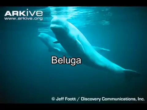 Download MP3 Todas las especies de Ballenas (Todos los cetáceos parte 2)