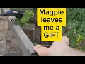 Part 2 Magpie Surprises Me with a Twig Gift of Friendship