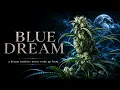 BLUE DREAM A DREAM SMOKERS NEVER WOKE UP FROM