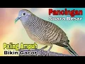 Download Lagu PERKUTUT LOKAL GACOR SUARA BESAR PALING CEPAT BIKIN SEMUA LAWAN SEKETIKA NYAUT GACOR