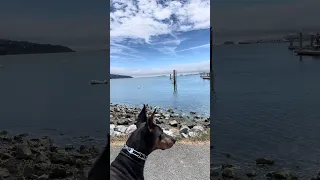 🐾.. #fyp #dream #youtube #pets #doberman