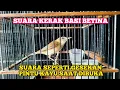 Lagu SUARA KERAK BASI ALIS HITAM BETINA PALING DICARI PENGHOBBY KERBAS