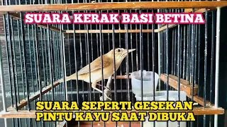 suara kerak basi alis hitam betina paling dicari penghobby kerbas