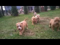 Red Nose Pit Bull puppy
