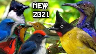 suara pikat semua burung kecil paling ampuh 2021