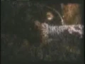 Machines of Loving Grace: Butterfly Wings (official video)