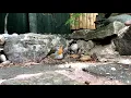 Download Lagu THE MOUSE AND ROBIN VIDEO