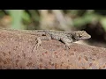 Brown Anole basks in the sun