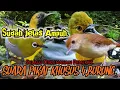 Download Lagu SUARA PIKAT SOGON. SIRTU/CIPOH. PELANDUK BUKIT. PLECI. SUARA PIKAT PILIH PEMIKAT..