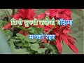 Download Lagu Rato Rani Phoole Jhai Sanjh ma रातो रानी फूले झैं साँझमा.. Karaoke with lyrics