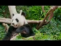 Peaceful Rainforest Ambience with Rainforest Animals and Relaxing Music,  Soothing Rainforest Music