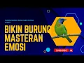 Download Lagu masteran cucak kinoy | suara merdunya bisa pikat kinoy macet dan murai anda