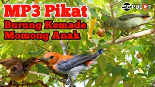 Download Suara Pikat Burung Kemade Momong Anak,Cuit..Cuit.. MP3