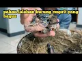 Download Lagu BUAT PAKAN LOLOHAN UNTUK ANAKAN BURUNG EMPRIT | SEPUTAR BURUNG EMPRIT
