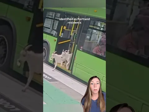 Two goats take the bus for their morning commute in Portland 🐐 #goats #shorts