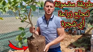 إزرع الشجر بهذه الطريقة وستثمر معك بعد اول عام بإذن الله طريقة مضمونة 100 ومجربة 