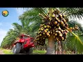 Download Lagu Hoe Indiase boeren palmyra-palmen oogsten voor toddy en jaggery verwerken | Landbouwdocumentaire