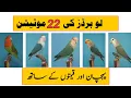 Download Lagu Mutations of Love Birds | Types of Lovebirds | All mutations of Lovebirds