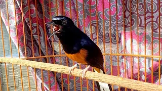 murai batu langsung bongkar isian dan emosi dengar suara murai gacor ini