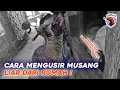 CARA MENGUSIR MUSANG LIAR DARI PLAFON \u0026 ATAP RUMAH ! #SAWAN