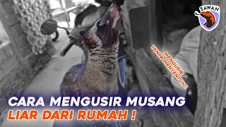 cara mengusir musang liar dari plafon u0026 atap rumah sawan