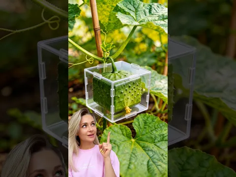 the Best FRUIT GROWING Hack! 😱 Real or fake? #hack  #tools #usa