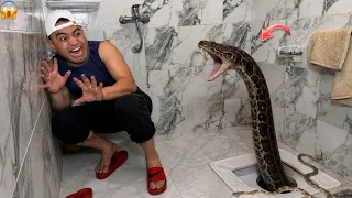 لما تجيب تعبان ل اخوك الصغير وتحطه ف الحمام 😱|عمر نصر 