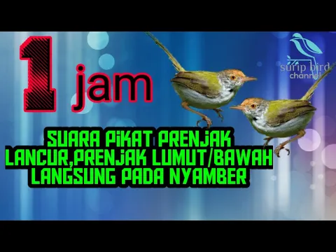 Download MP3 1JAM SUARA PIKAT PRENJAK LANCUR/LUMUT/BAWAH LANGSUNG PADA NYAMBER