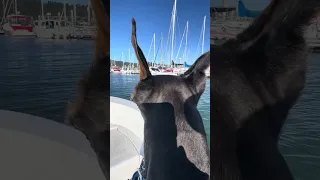 #Fyp #dream #YouTube #doberman #pets