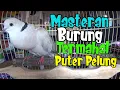 Download Lagu Masteran Burung Termahal , Puter Pelung