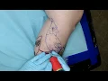 Tattoo - Time Lapse American Cardinal bird Photo Realistic