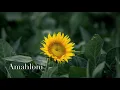 Stone & Bones ft. Toshi - Amahloni (Villager SA Remix)