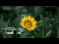 Download Lagu Stone \u0026 Bones ft. Toshi - Amahloni (Villager SA Remix)