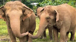 The Powerful Calls of an Elephant Family — Turn Up the Volume! - ElephantNews