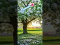 Download Lagu flowers blooming shorts 🌺🌼🌻🌹 #love  #flowers #violintune #lotusflower #nature #shorts #shortvideo