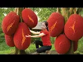 Download Lagu Harvesting 1000+ Gac Fruits – Fresh Red Spiny Tropical Fruits from the Village Orchard!