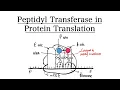 Peptidyl Transferase in Protein Translation MCAT BIOCHEMISTRY