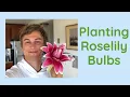 Planting Roselily Bulbs in My Garden