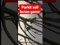 Download Lagu burung parkit asli liar di hutan ternyata begini bunyi nya#shorts