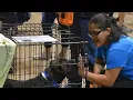 5th Annual Adopt-A-Palooza celebrates pets animal lovers