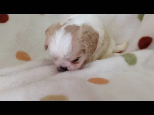 動画